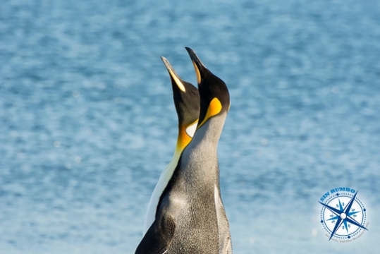 On a different occasion these two king penguins were among a colony of much smaller Patagonia penguins. They really looked like kings, towering above the others and walking with a proud attitude. I like this image because of the geometry of the necks, beaks, and colour spots.