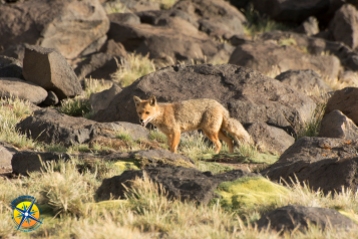 Fox at the Laguna Del Diamante, Mendoza, Argentina